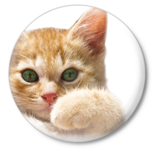 http://storage.vsemayki.ru/images/0/0/448/448049/previews/sign_front_white_500.jpg