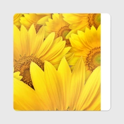 Подсолнухи