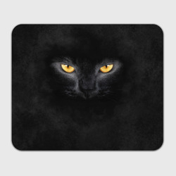 Черная кошка Черная кошка