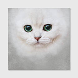 Холст с принтом Белый котик для любого человека, вид спереди №2. Цвет основы: белый