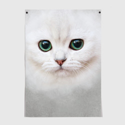 Постер Белый котик