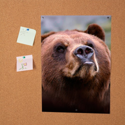Постер Медведь - фото 2