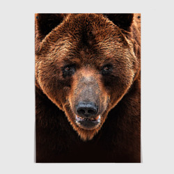 Постер Медведь