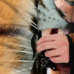Куртка с принтом Тигр для мужчины, вид на модели спереди №3. Цвет основы: черный
