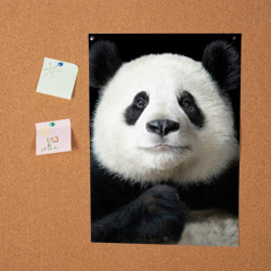 Постер Панда - фото 2