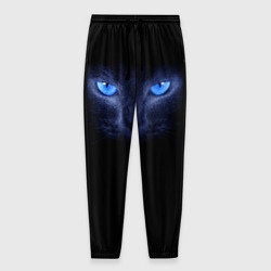 Мужские брюки 3D Кошка с голубыми глазами
