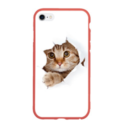 Котик Котик