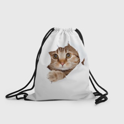 Котик Котик