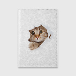 Котик Котик