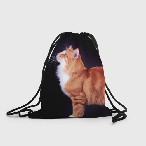 Мешок рыжий кот. Милые котики. Мешок рыжий кот. Рыжий кот с мешком. Мешок рыжий кот.