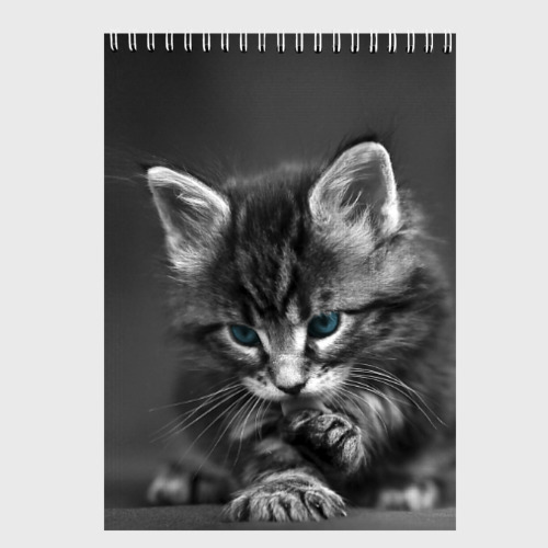 Скетчбук Серый голубоглазый котенок, цвет белый