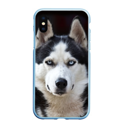 Чехол для iPhone XS Max матовый Хаски голубоглазая собака