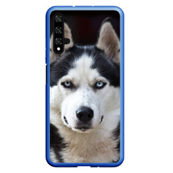 Чехол для Honor 20 Хаски голубоглазая собака