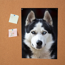 Постер Хаски голубоглазая собака - фото 2