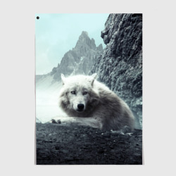 Постер Волк в горах