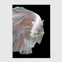 Постер Бойцовая рыбка