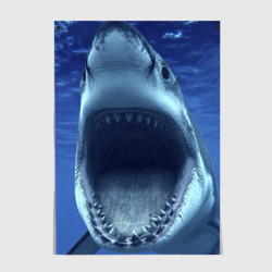 Постер Белая акула