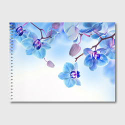 Альбом для рисования Голубая орхидея