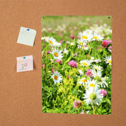 Постер Полевые цветы - луговые  - фото 2