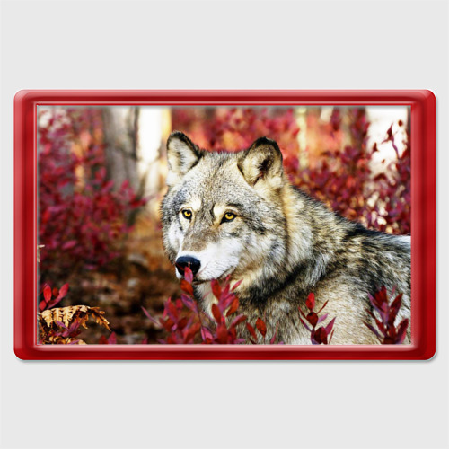 Магнит 45*70 Волк осенний лес, цвет красный