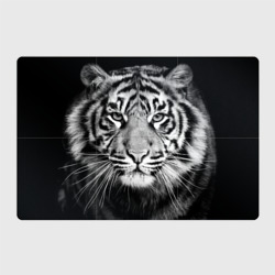 Магнитный плакат 3Х2 Красавец тигр