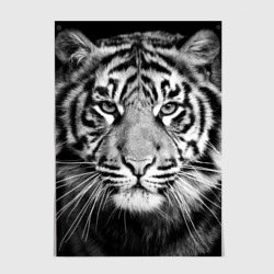 Постер Красавец тигр