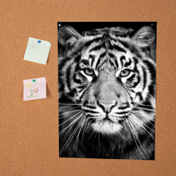 Постер Красавец тигр - фото 2
