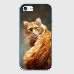 Чехол для iPhone 5/5S матовый Рыжий мейн-кун