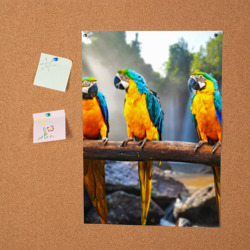 Постер Экзотические попугаи - фото 2