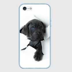 Чехол для iPhone 5/5S матовый Кане-корсо щенок