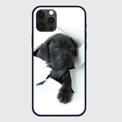 Чехол для iPhone 12 Pro Кане-корсо щенок