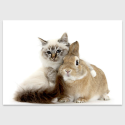 Поздравительная открытка Кот и кролик пушистые