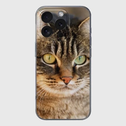 Чехол для iPhone 16 Pro Max силиконовый с защитой камеры Кот серьезный