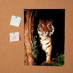 Постер Тигр выглядывает из темноты - большая картинка - фото 2