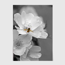 Постер Пчела на цветах