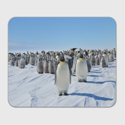 Прямоугольный коврик для мышки Пингвины