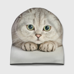 Британец кот лежит сосредоточен – Шапка 3D с принтом купить