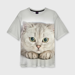 Женская футболка oversize 3D Британец кот лежит сосредоточен