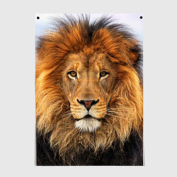 Постер Красавец лев