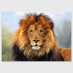 Поздравительная открытка Красавец лев