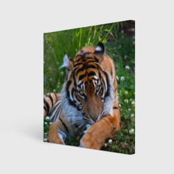 Холст квадратный Скромный тигр