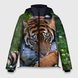 Мужская зимняя куртка 3D Скромный тигр