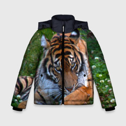 Зимняя куртка для мальчиков 3D Скромный тигр