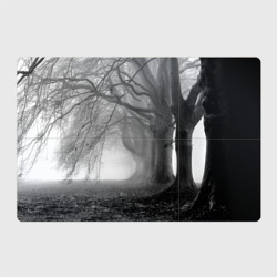 Магнитный плакат 3Х2 Туман в лесу - вековые деревья