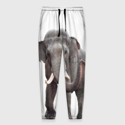 Мужские брюки 3D Слон vppdgryphon