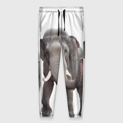 Женские брюки 3D Слон vppdgryphon