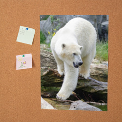 Постер Белый медведь - фото 2