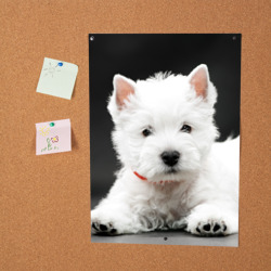 Постер Вест-хайленд-уайт-терьер щенок - фото 2