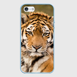 Чехол для iPhone 5/5S матовый Тигр бывалый