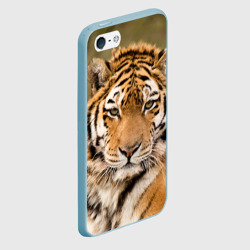 Чехол для iPhone 5/5S матовый Тигр бывалый - фото 2